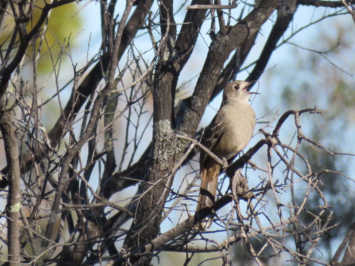 Southern Scrub-Robin - ML620162659