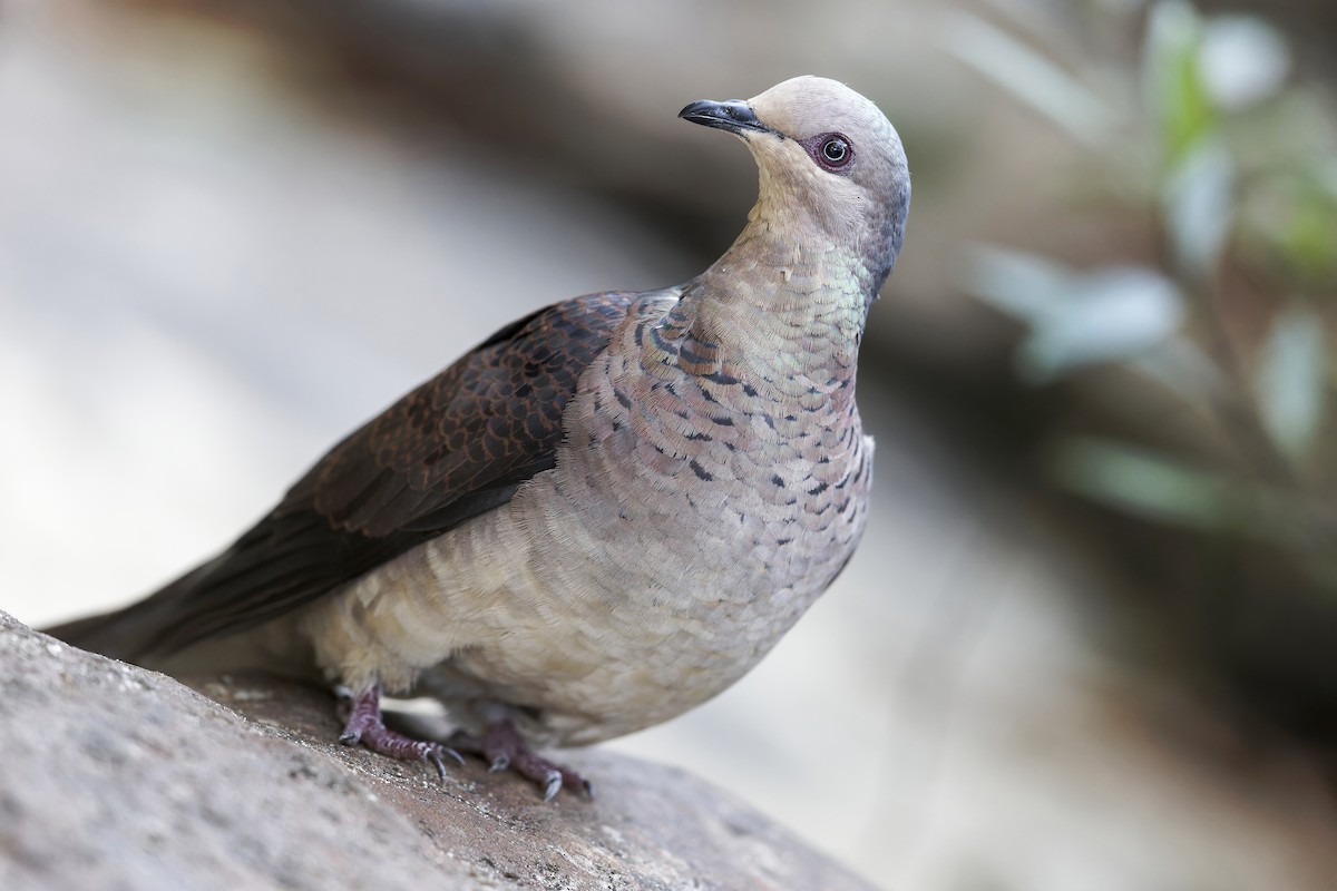 Barred Cuckoo-Dove - ML620162666