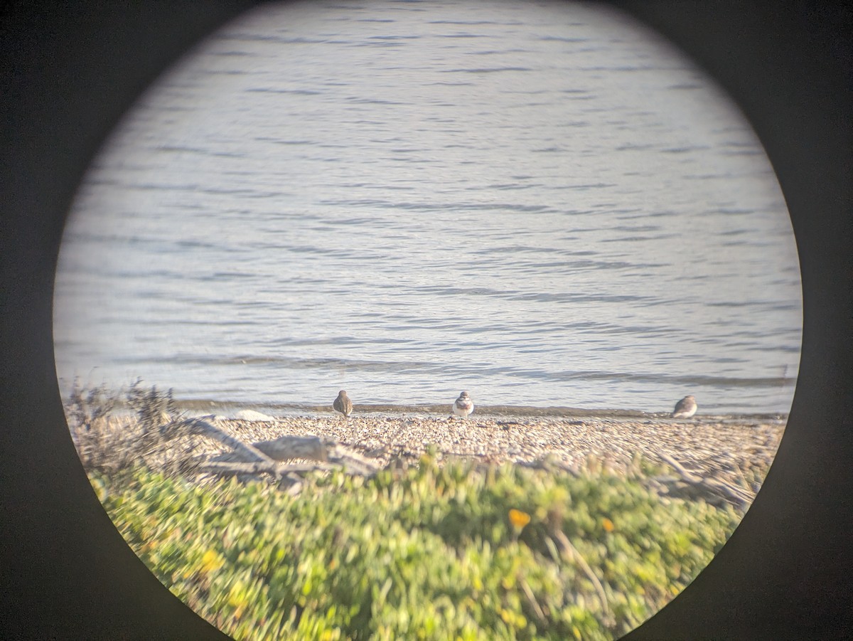 Double-banded Plover - ML620162667