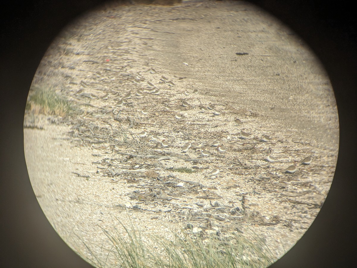 Red-capped Plover - ML620162672