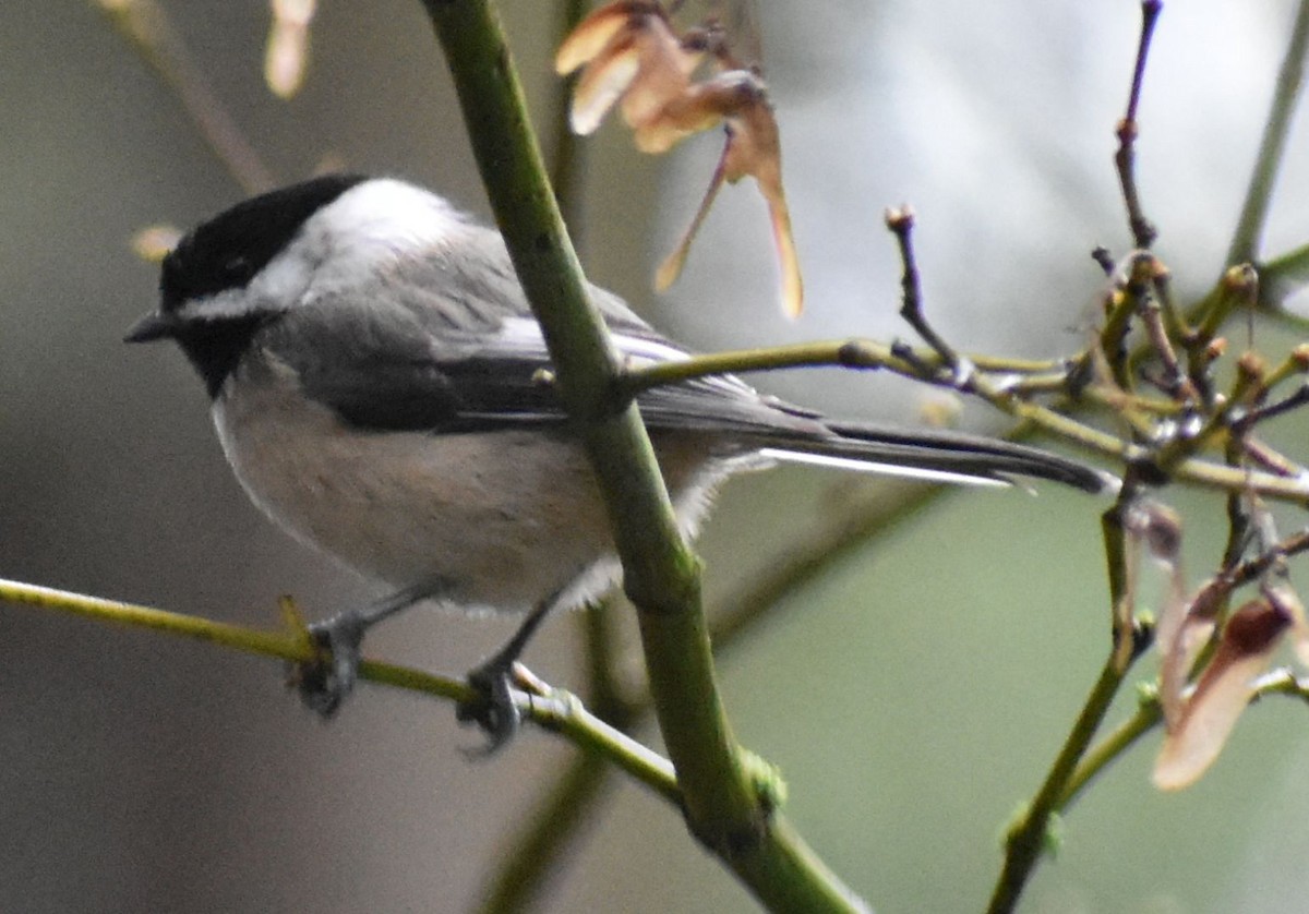 Black-capped Chickadee - ML620162674