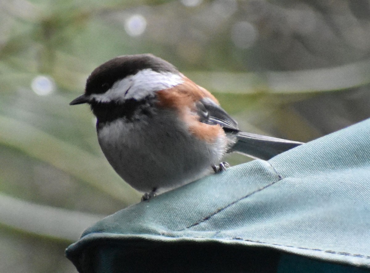 Mésange à dos marron - ML620162677