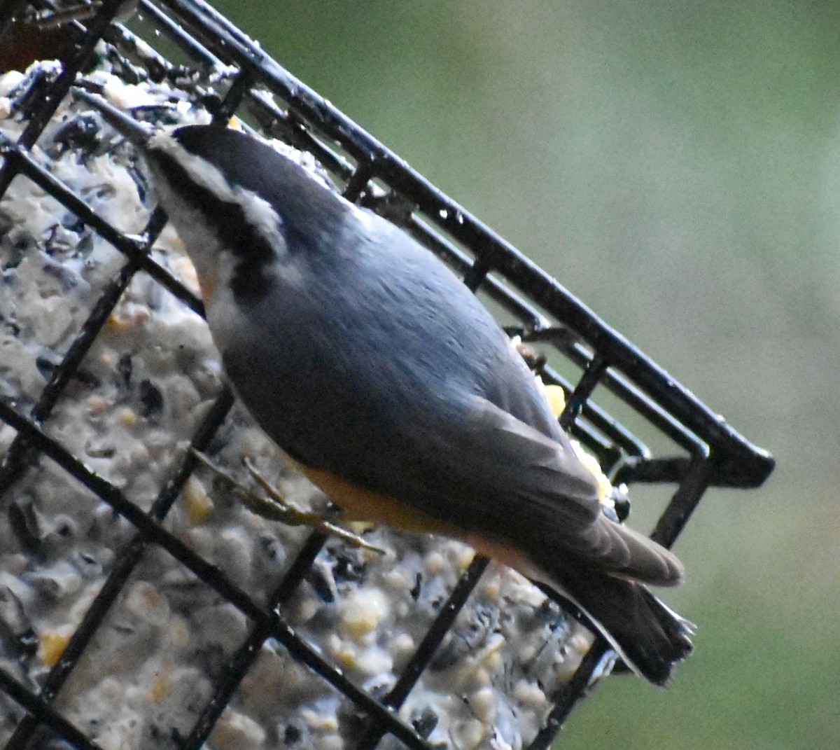Red-breasted Nuthatch - ML620162678