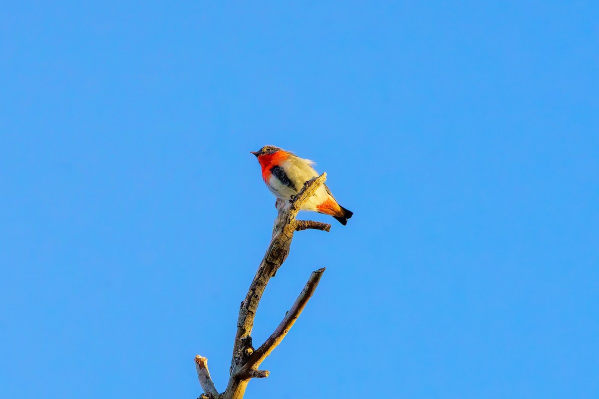 Mistletoebird - ML620162685