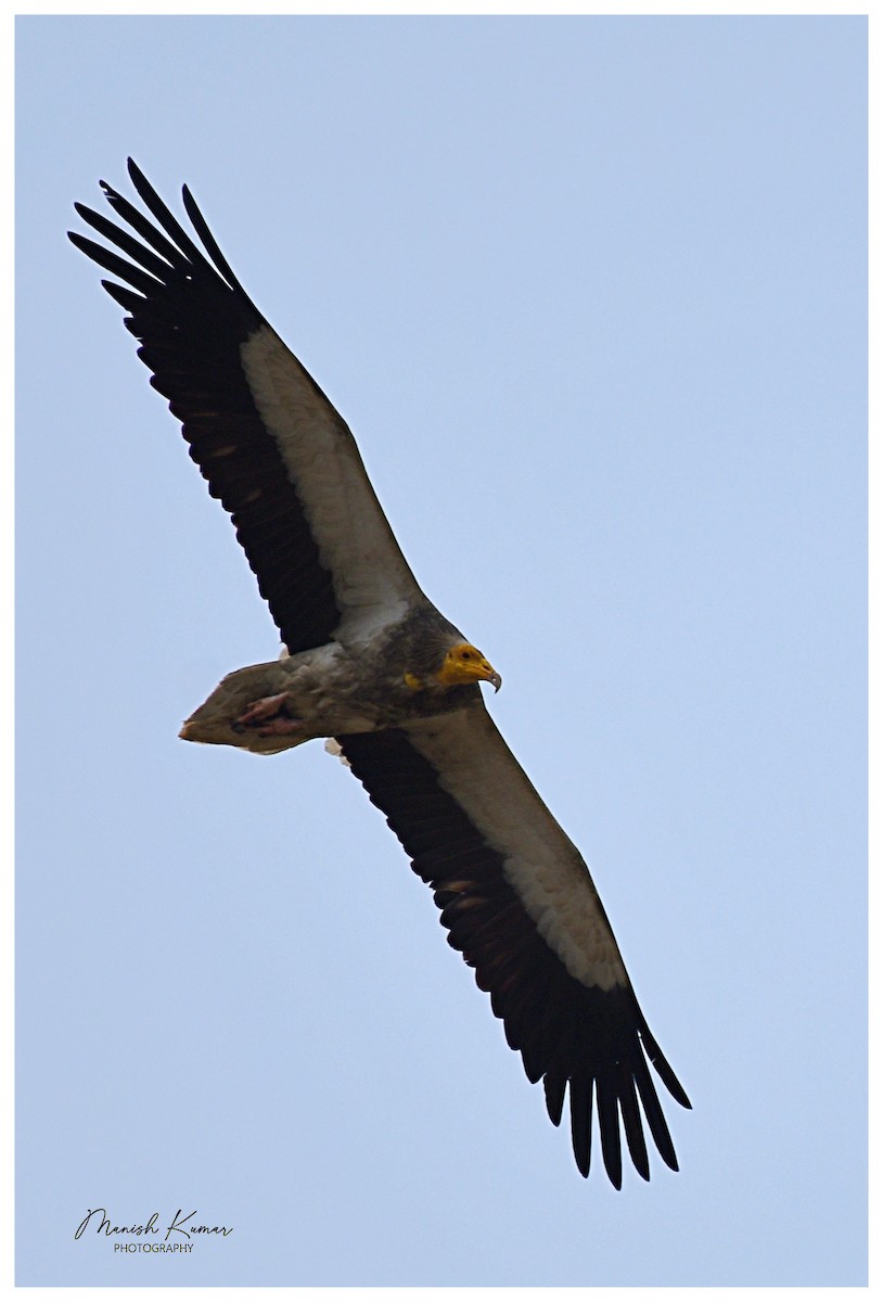 Egyptian Vulture - ML620162686
