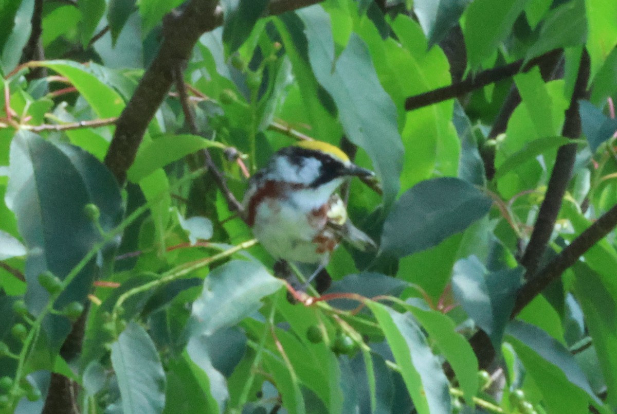 Chestnut-sided Warbler - ML620162691