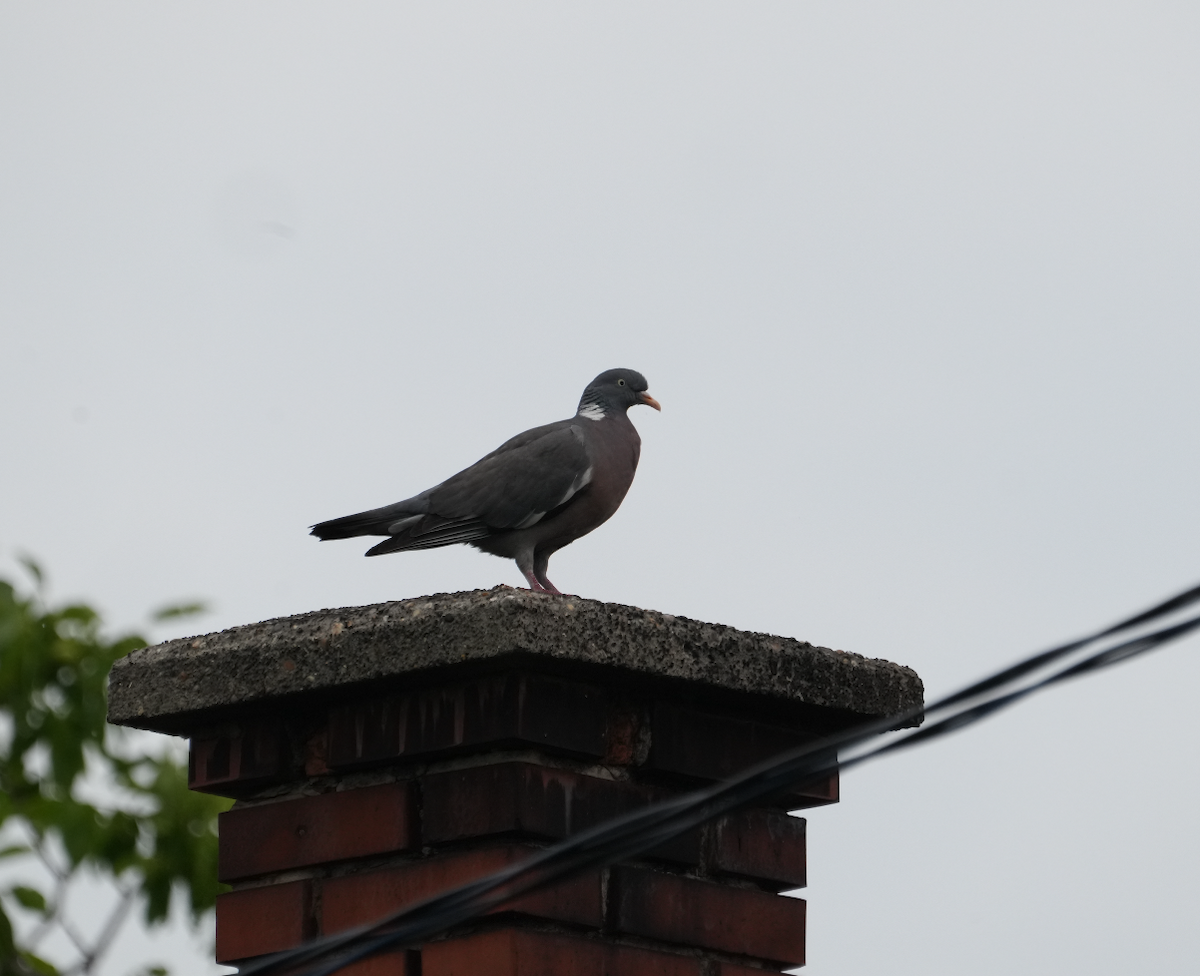 Common Wood-Pigeon - ML620162692