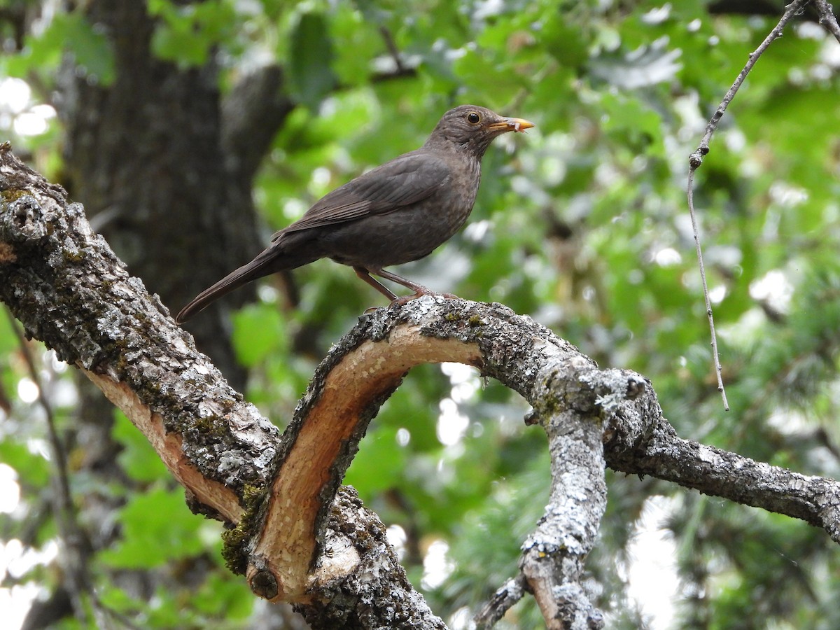 Eurasian Blackbird - ML620162693