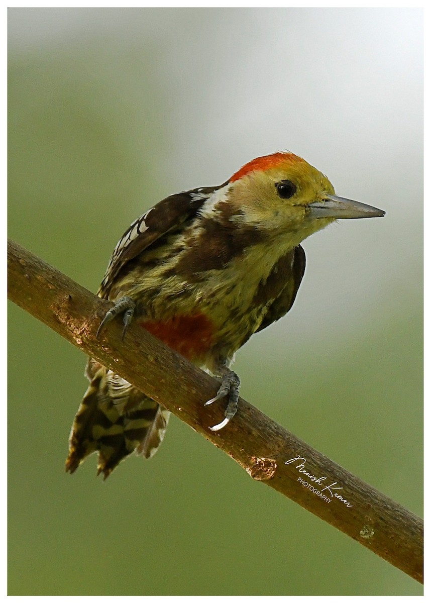 Yellow-crowned Woodpecker - ML620162696