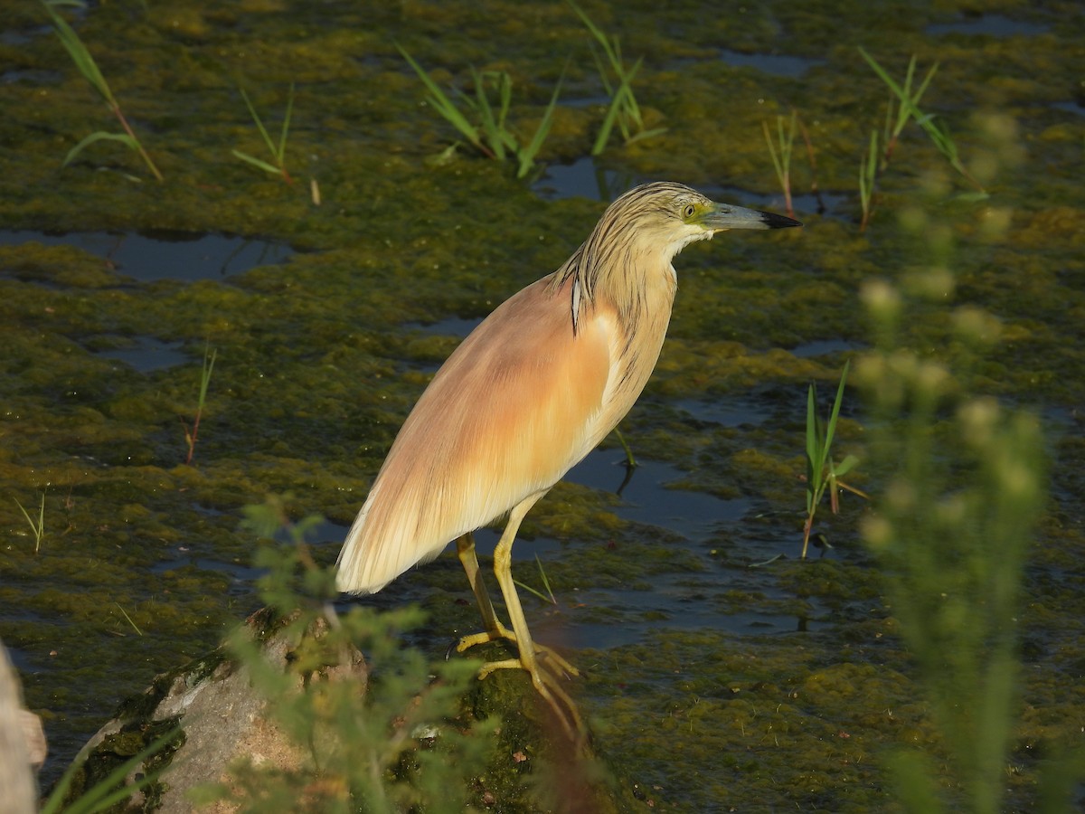 Squacco Heron - ML620162702