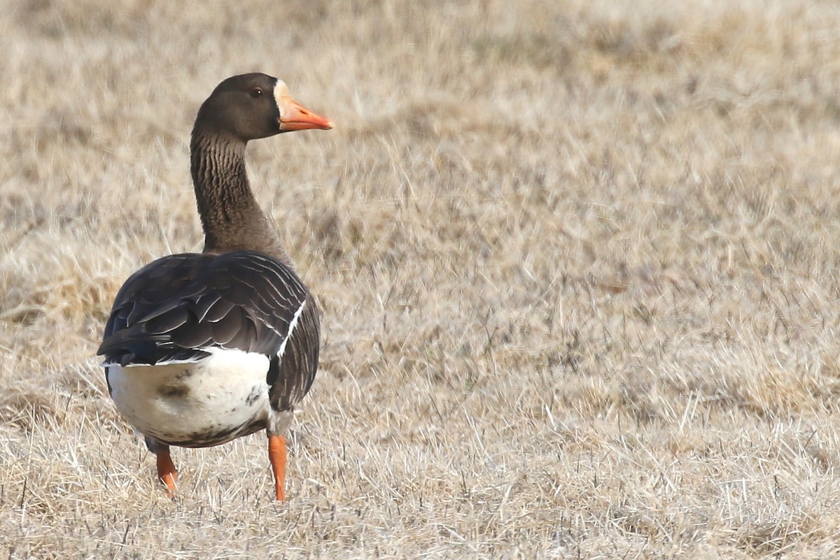 マガン（flavirostris） - ML620162703