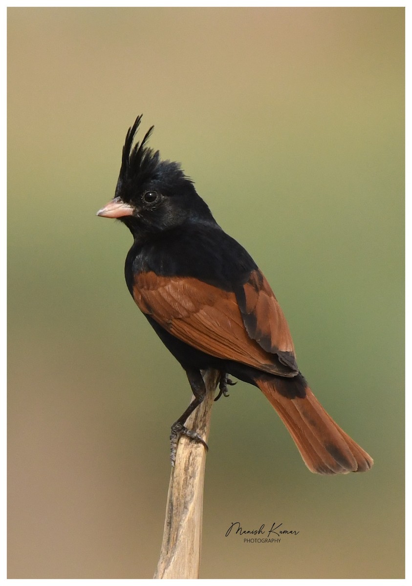 Crested Bunting - ML620162704