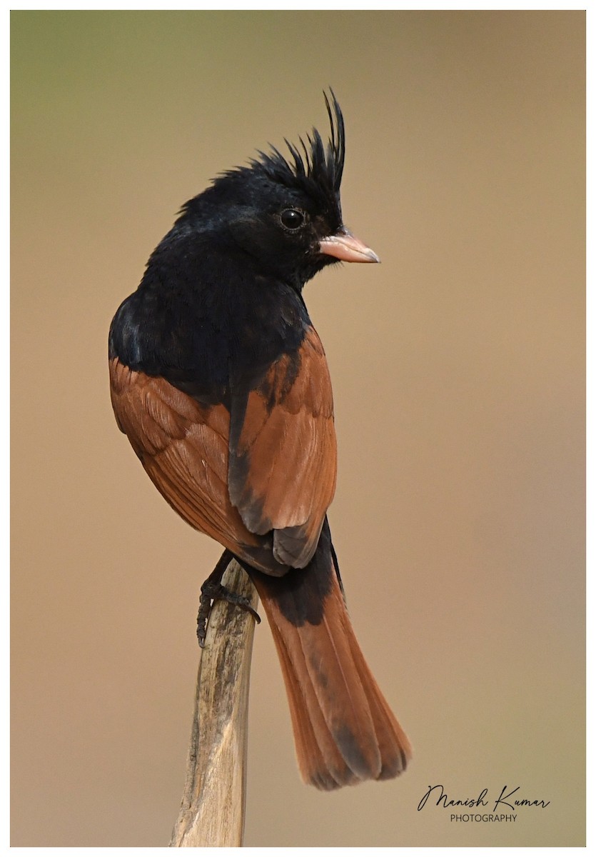 Crested Bunting - ML620162705