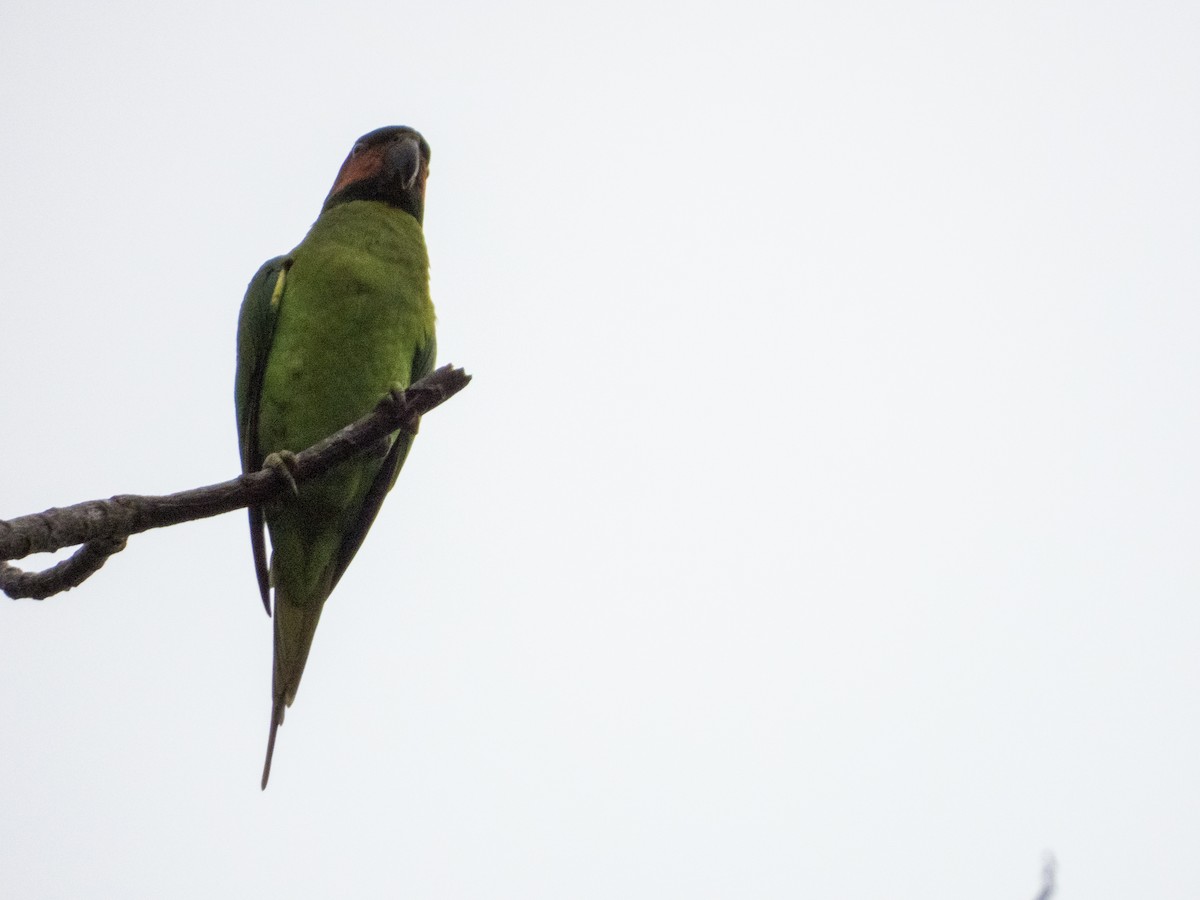 Long-tailed Parakeet - ML620162706