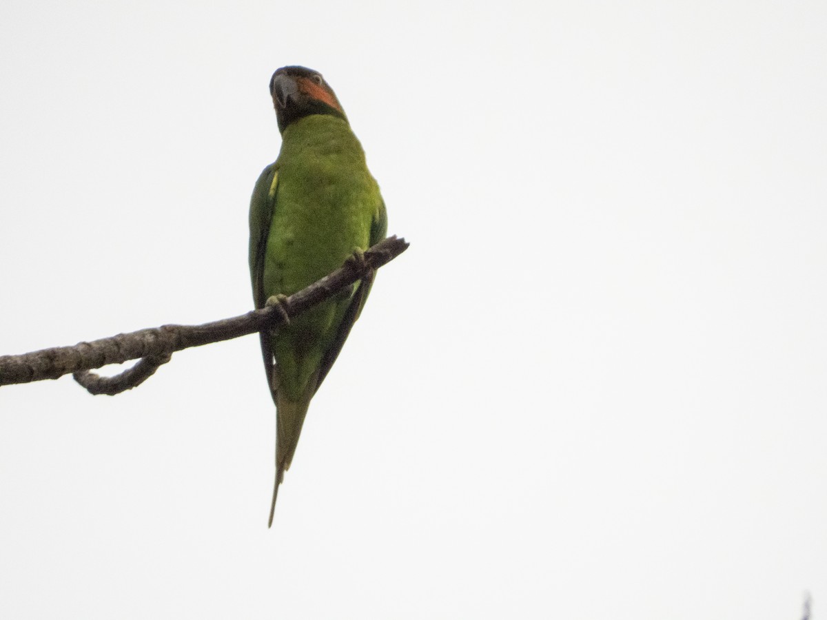 Uzun Kuyruklu Yeşil Papağan - ML620162707