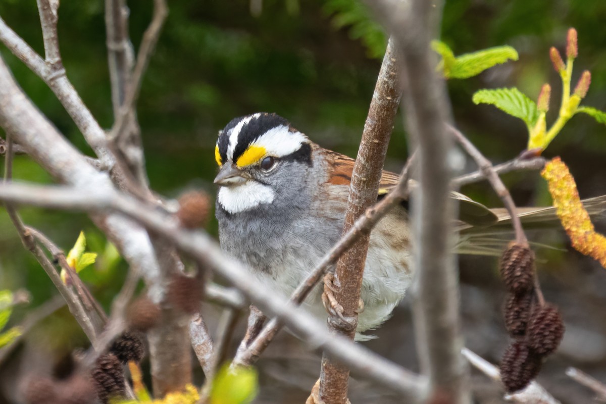 White-throated Sparrow - ML620162709