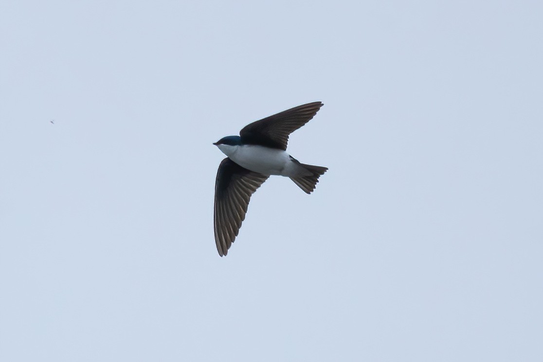 Tree Swallow - Mitch (Michel) Doucet