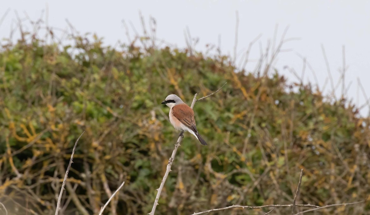 Red-backed Shrike - ML620162750