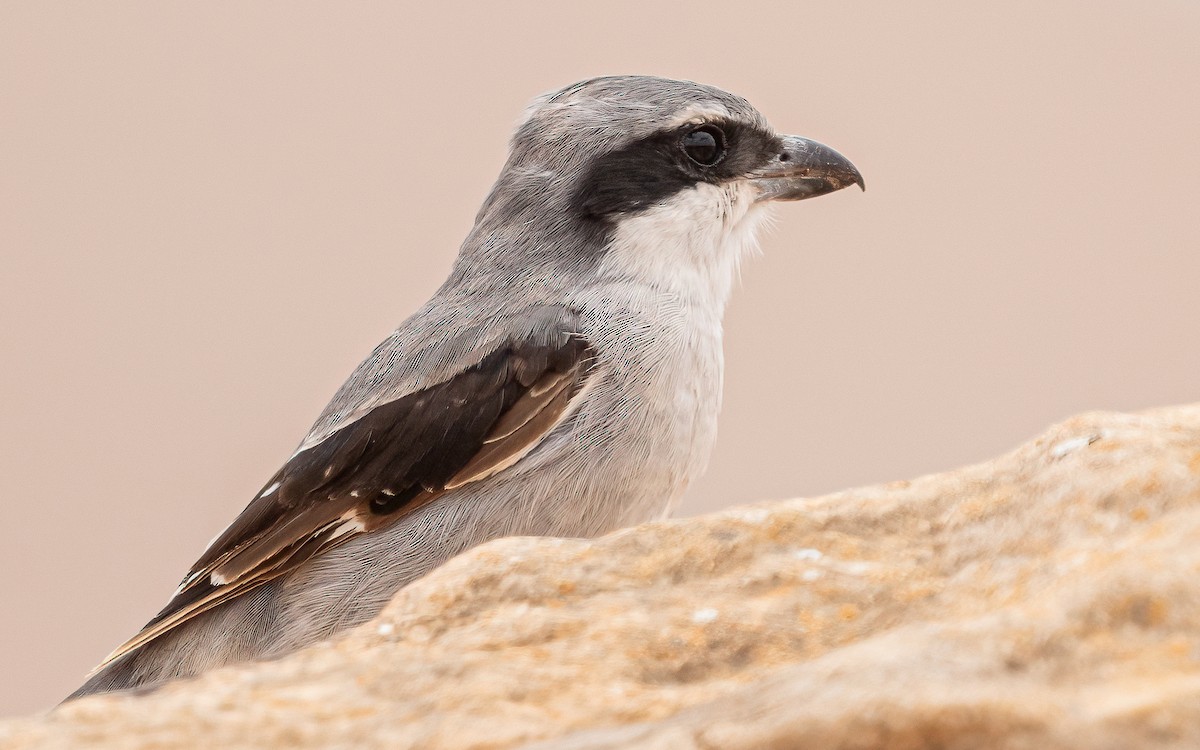 Great Gray Shrike (Sahara) - ML620162756