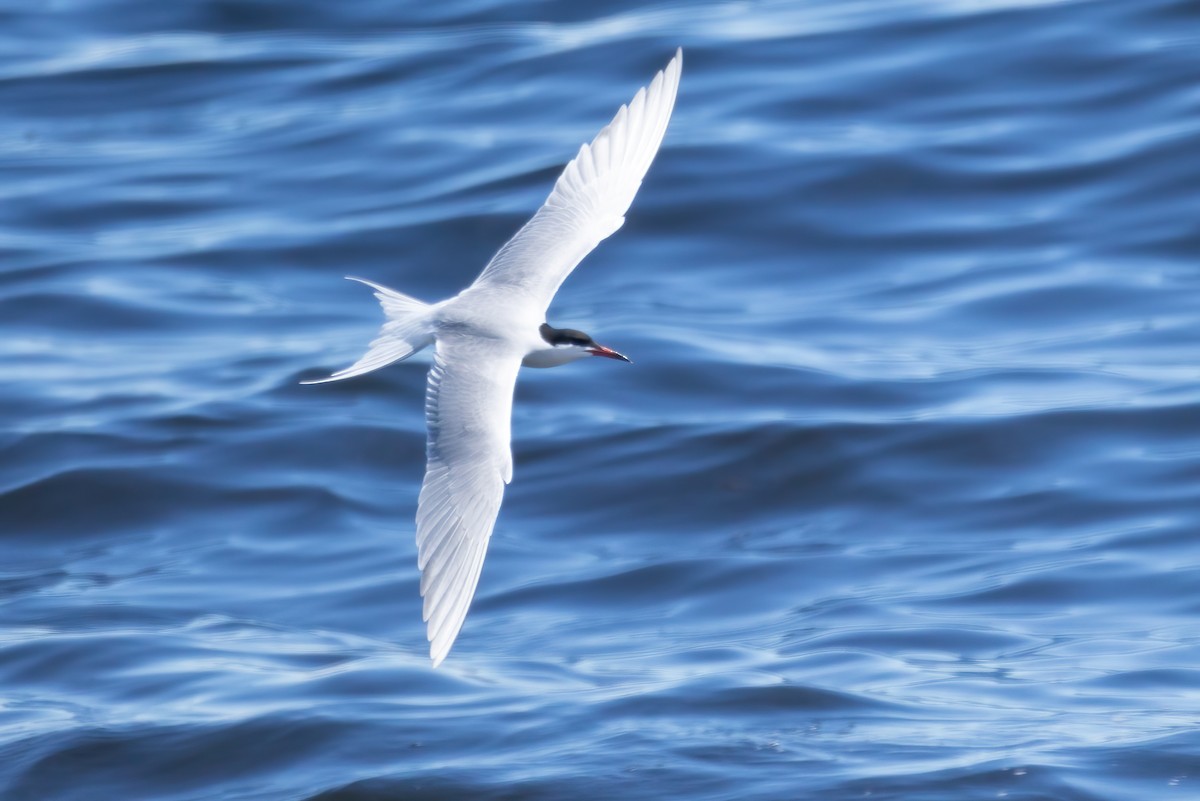 Common Tern - ML620162762