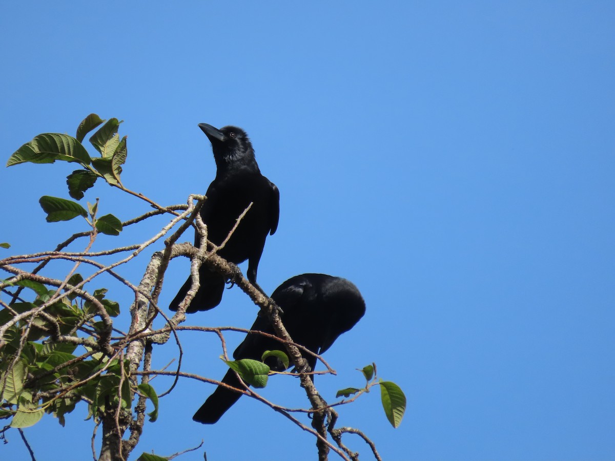 Large-billed Crow - ML620162763