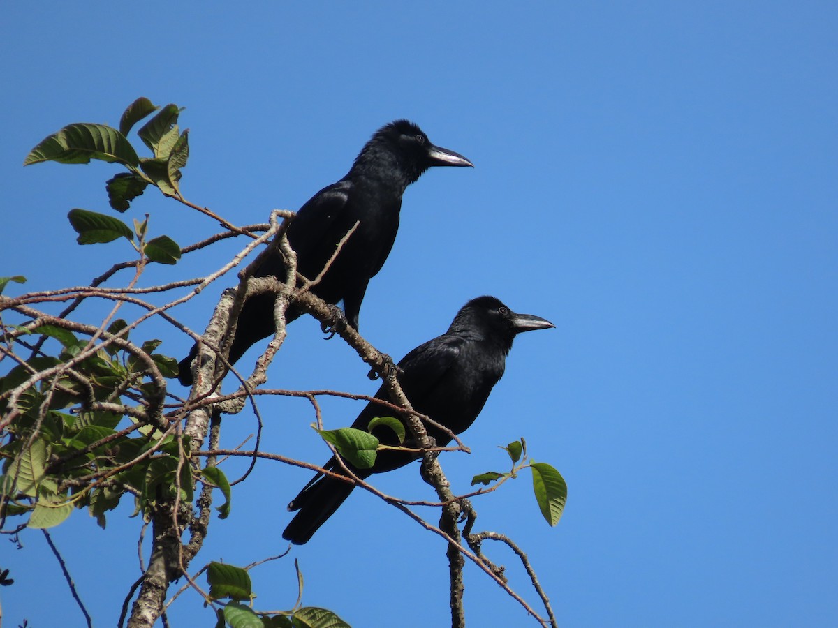 Large-billed Crow - ML620162764