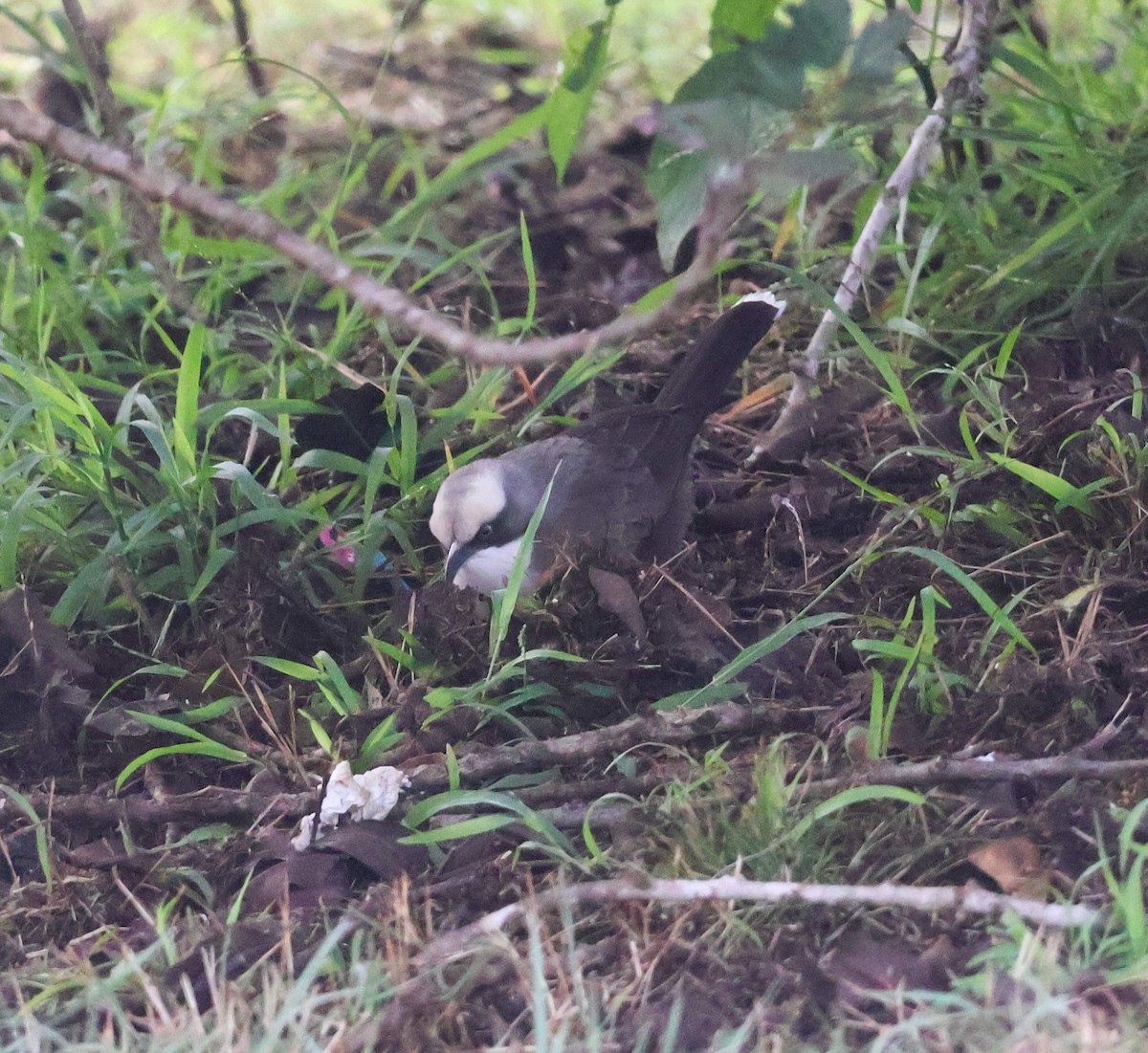 Gray-crowned Babbler - ML620162765