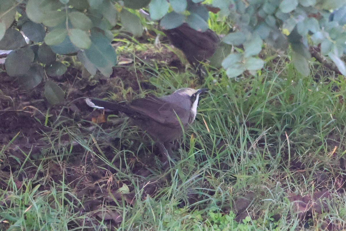 Gray-crowned Babbler - ML620162766