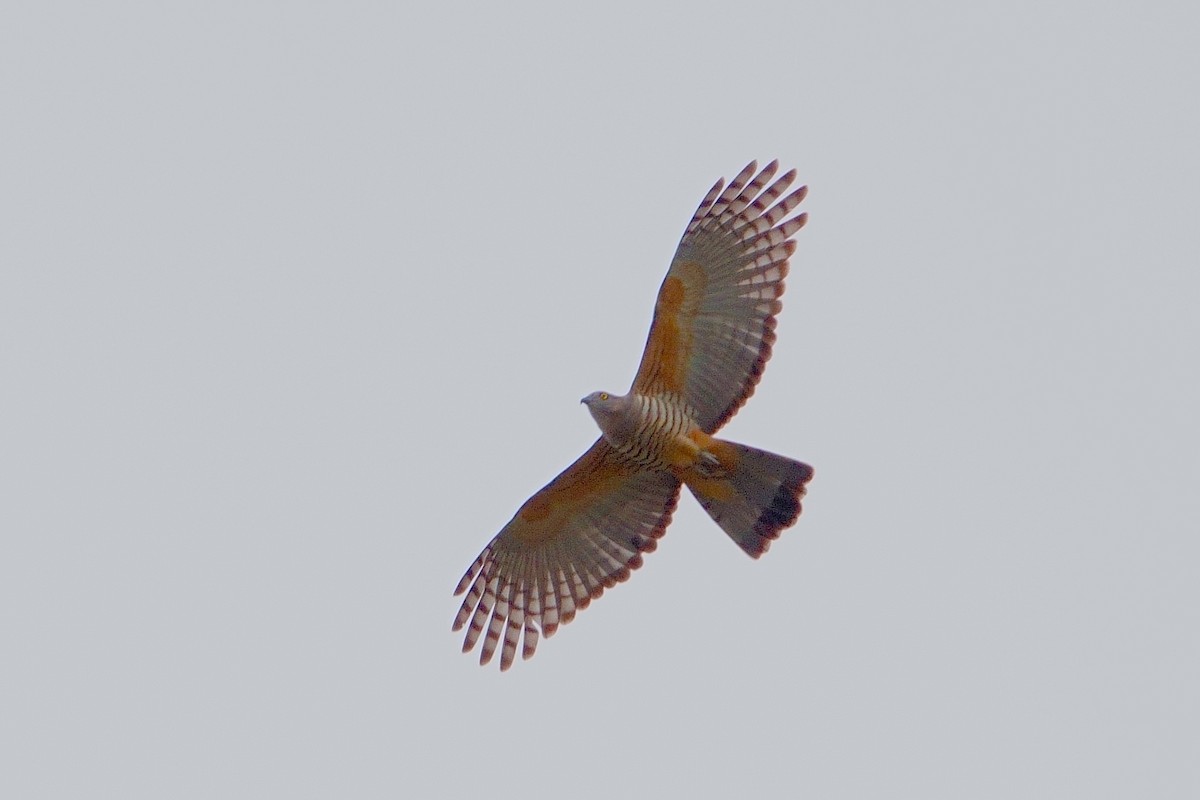 Pacific Baza - ML620162767