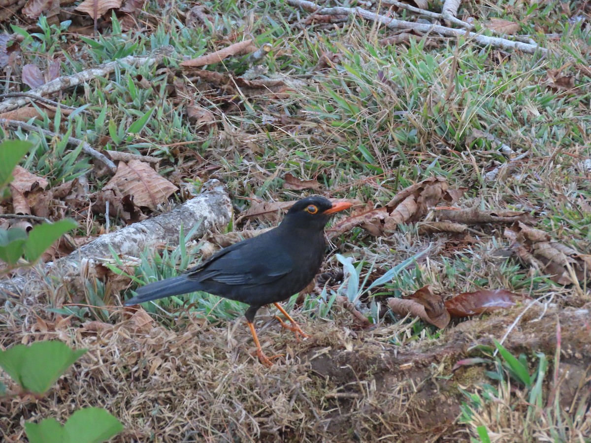 Indian Blackbird - Sreekumar Chirukandoth