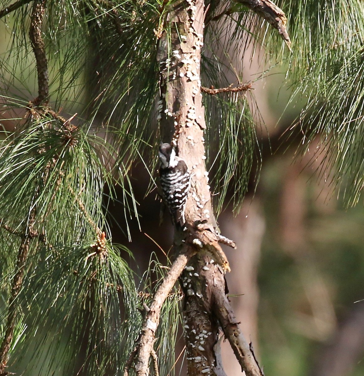 Gray-capped Pygmy Woodpecker - Sandy Vorpahl