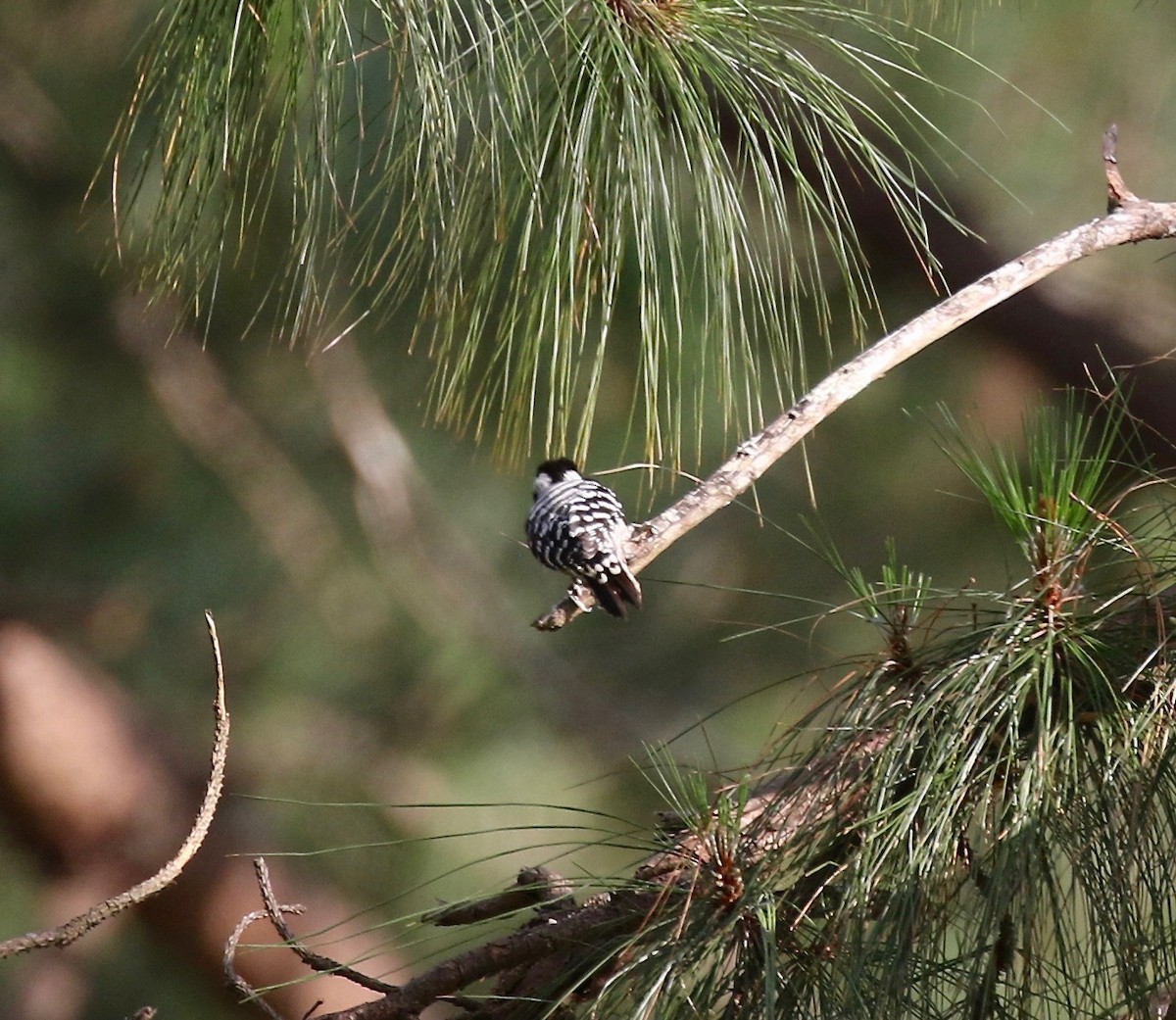 Gray-capped Pygmy Woodpecker - ML620162783