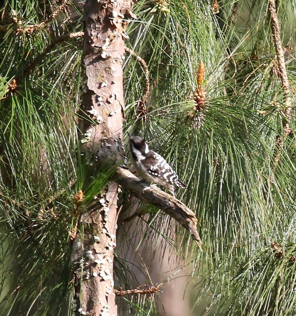 Gray-capped Pygmy Woodpecker - ML620162784