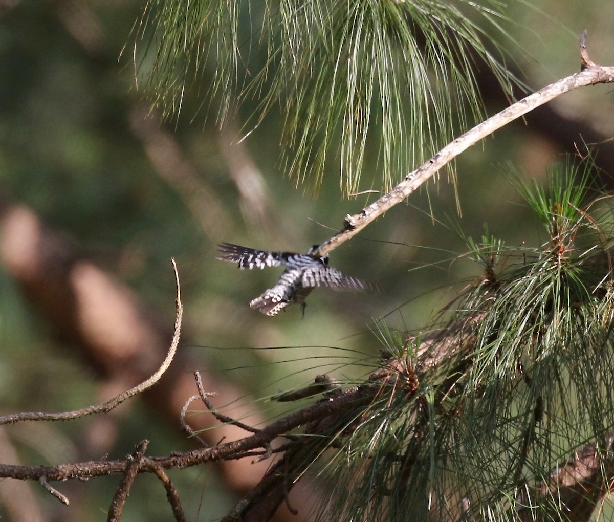 Gray-capped Pygmy Woodpecker - ML620162785