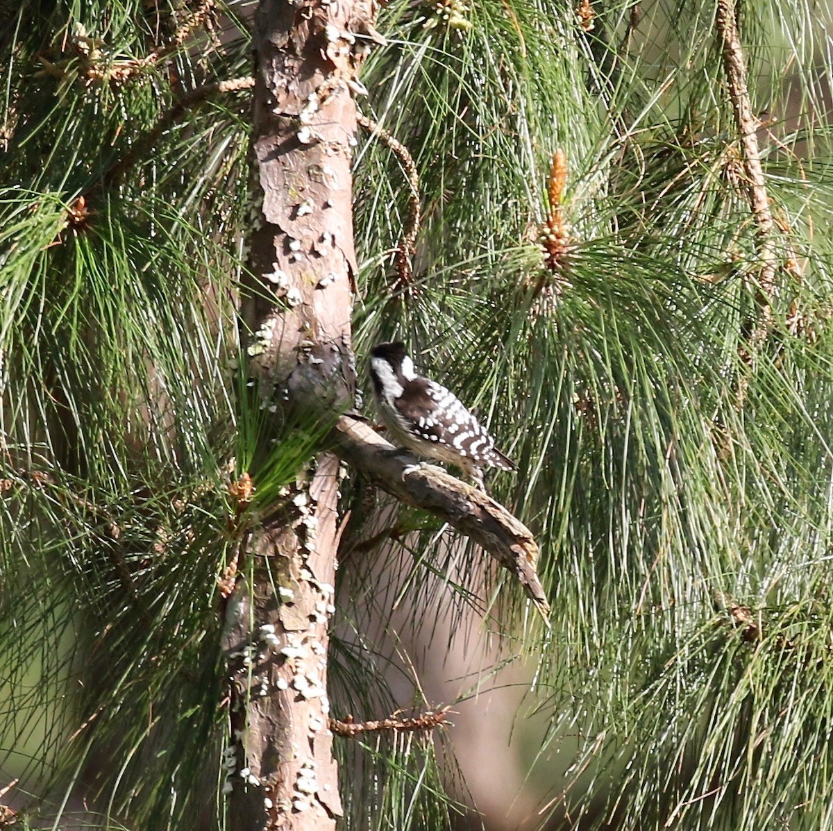 Gray-capped Pygmy Woodpecker - ML620162786