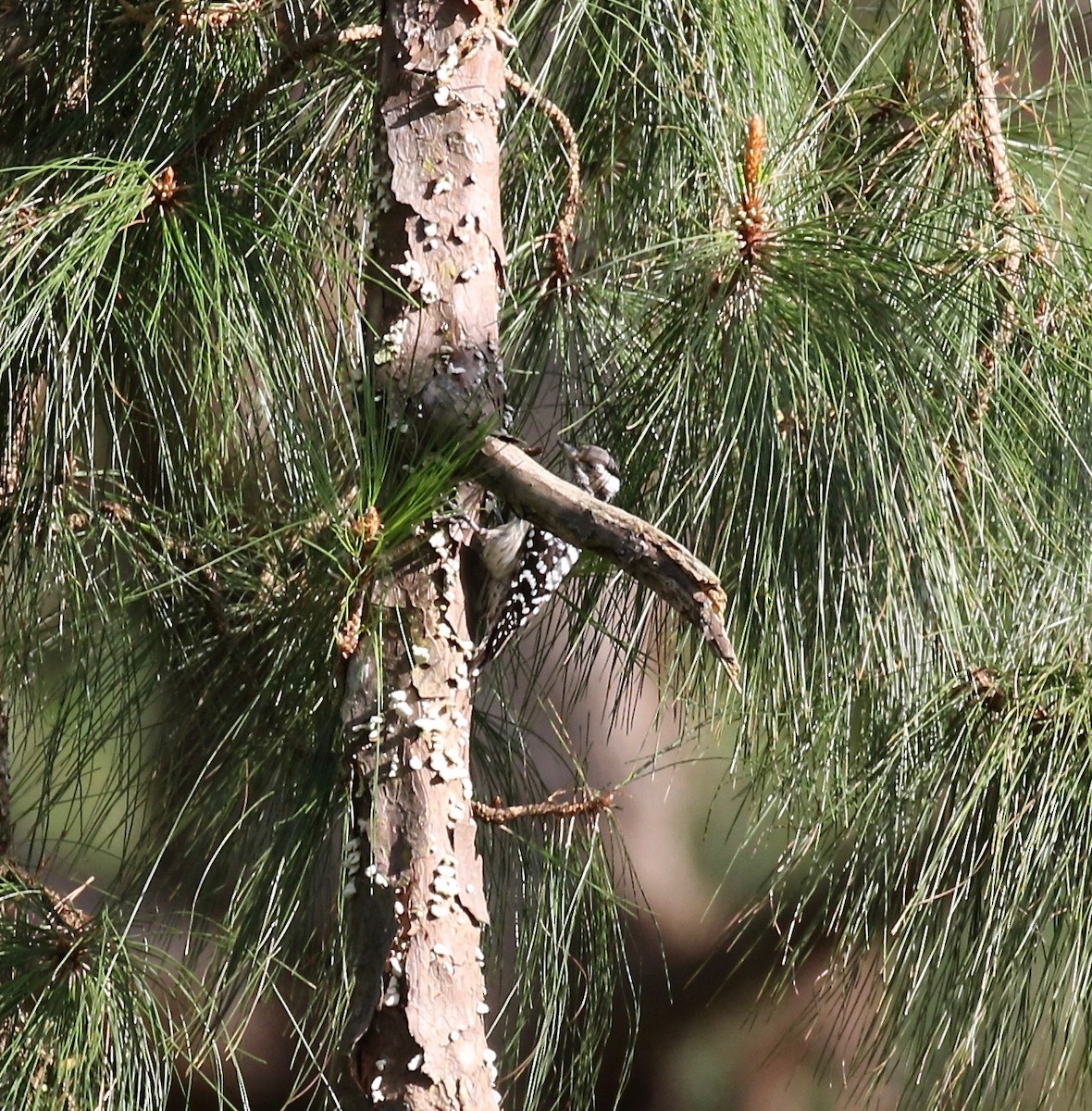 Gray-capped Pygmy Woodpecker - ML620162787