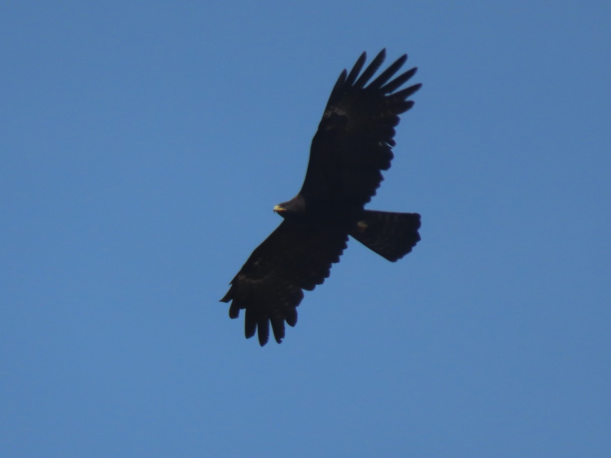 Black Eagle - ML620162790