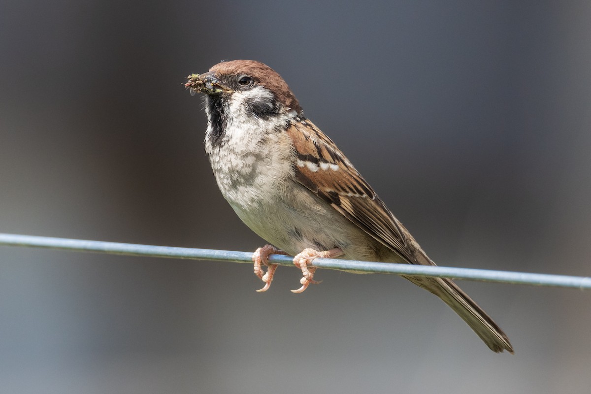 Eurasian Tree Sparrow - ML620162809