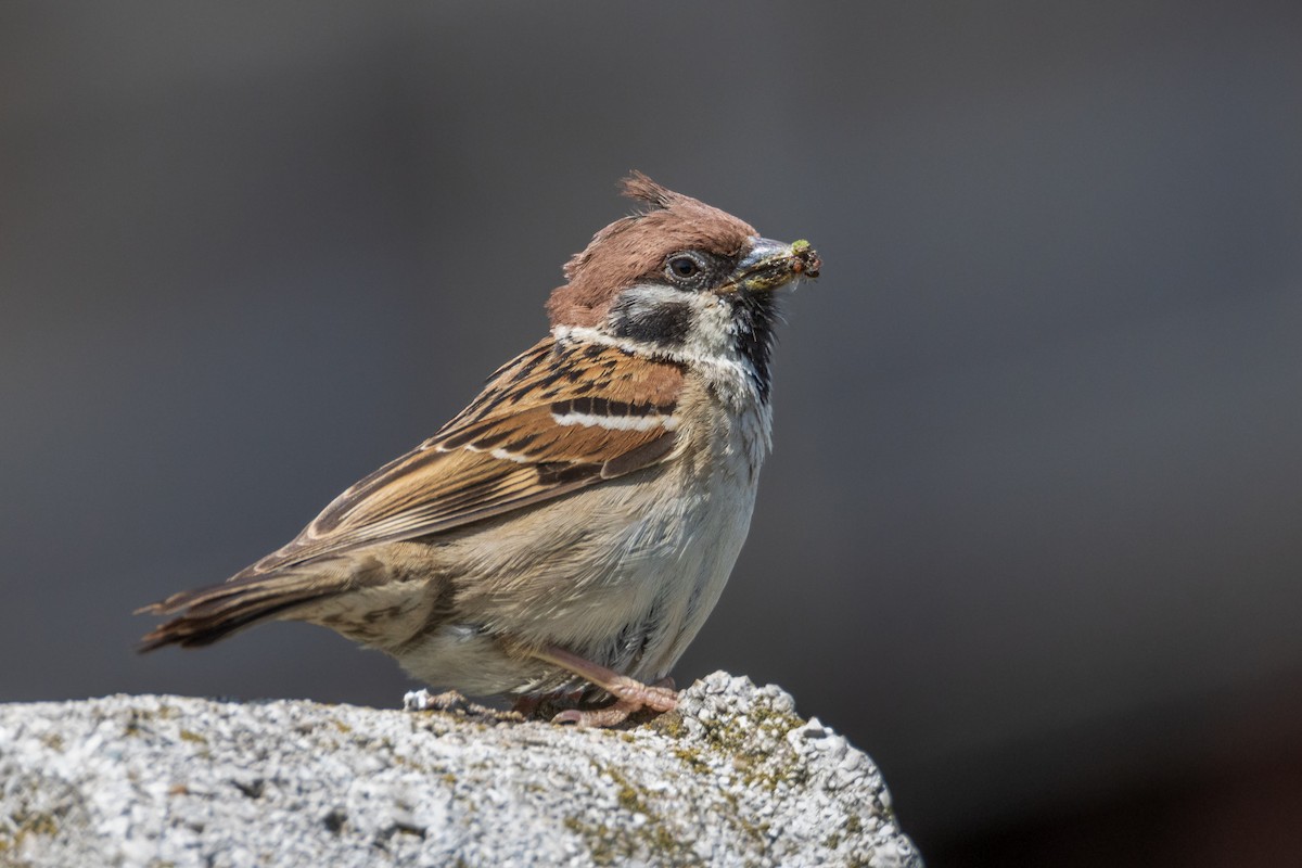 Eurasian Tree Sparrow - ML620162810
