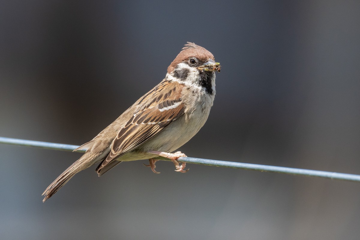 Eurasian Tree Sparrow - ML620162811
