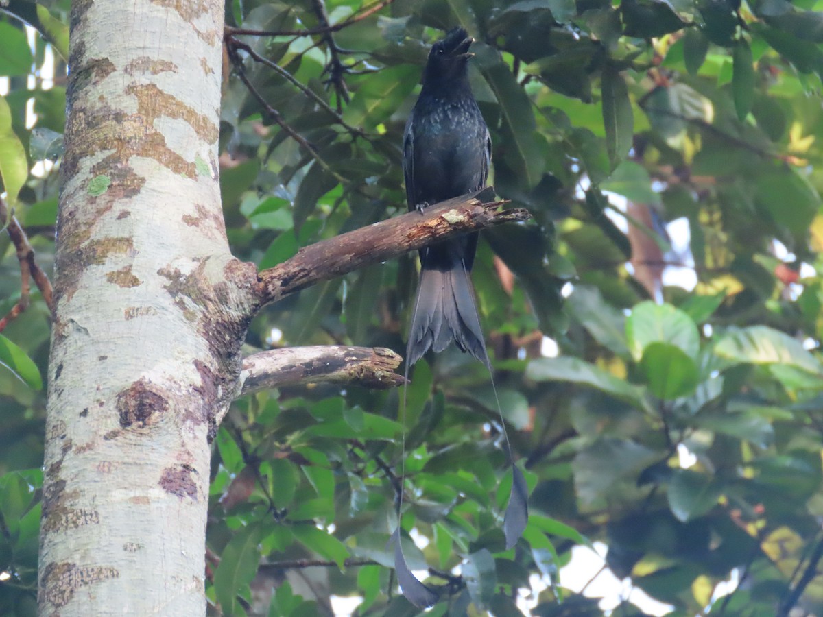 Greater Racket-tailed Drongo - ML620162832