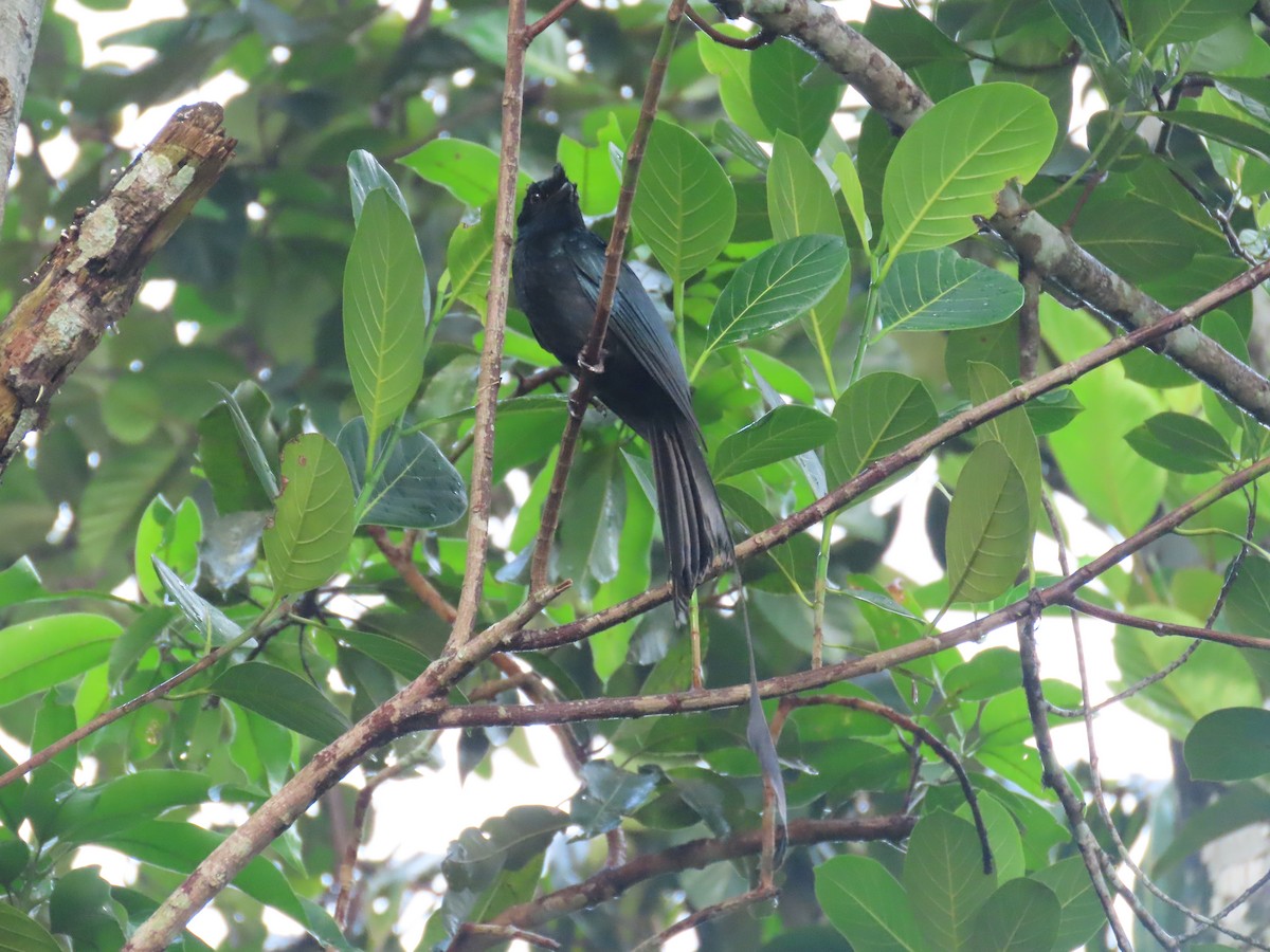 Greater Racket-tailed Drongo - ML620162833