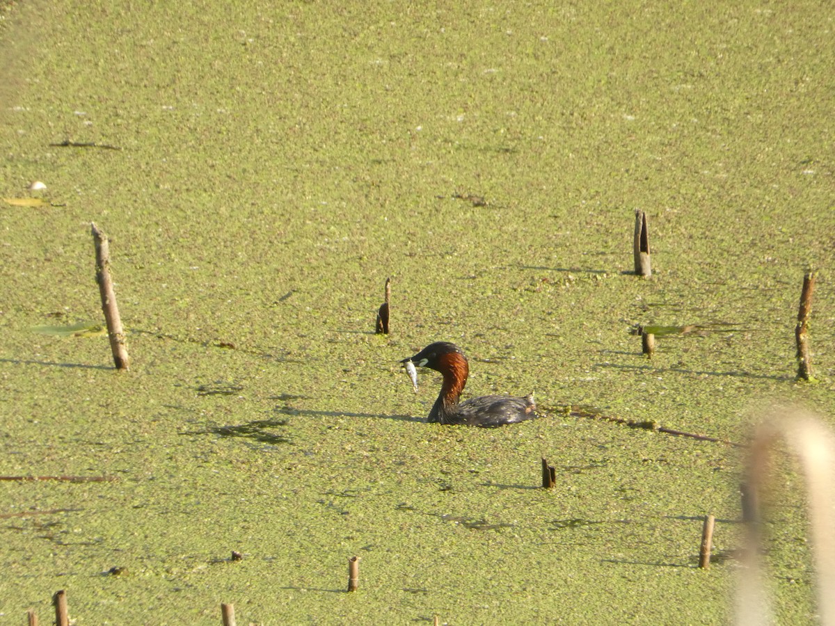 Little Grebe - ML620162835