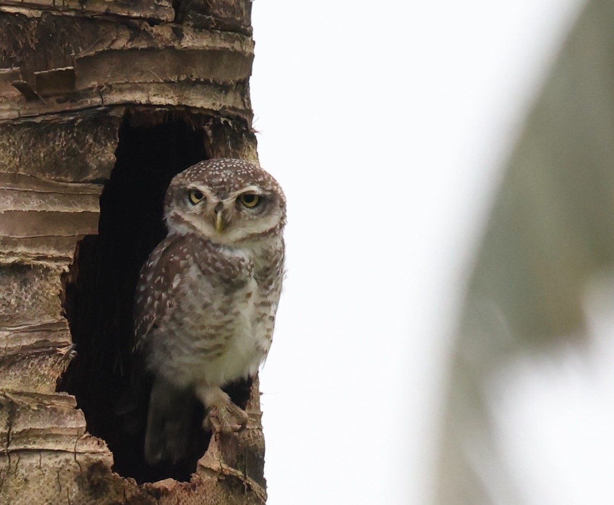 Spotted Owlet - ML620162840