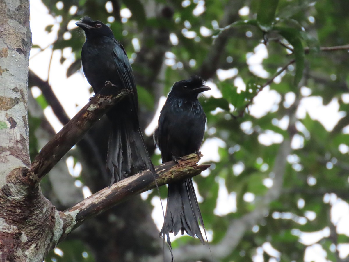 Greater Racket-tailed Drongo - ML620162855