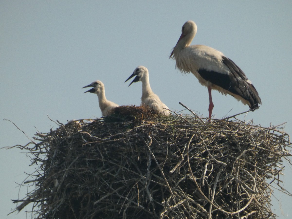 White Stork - ML620162861