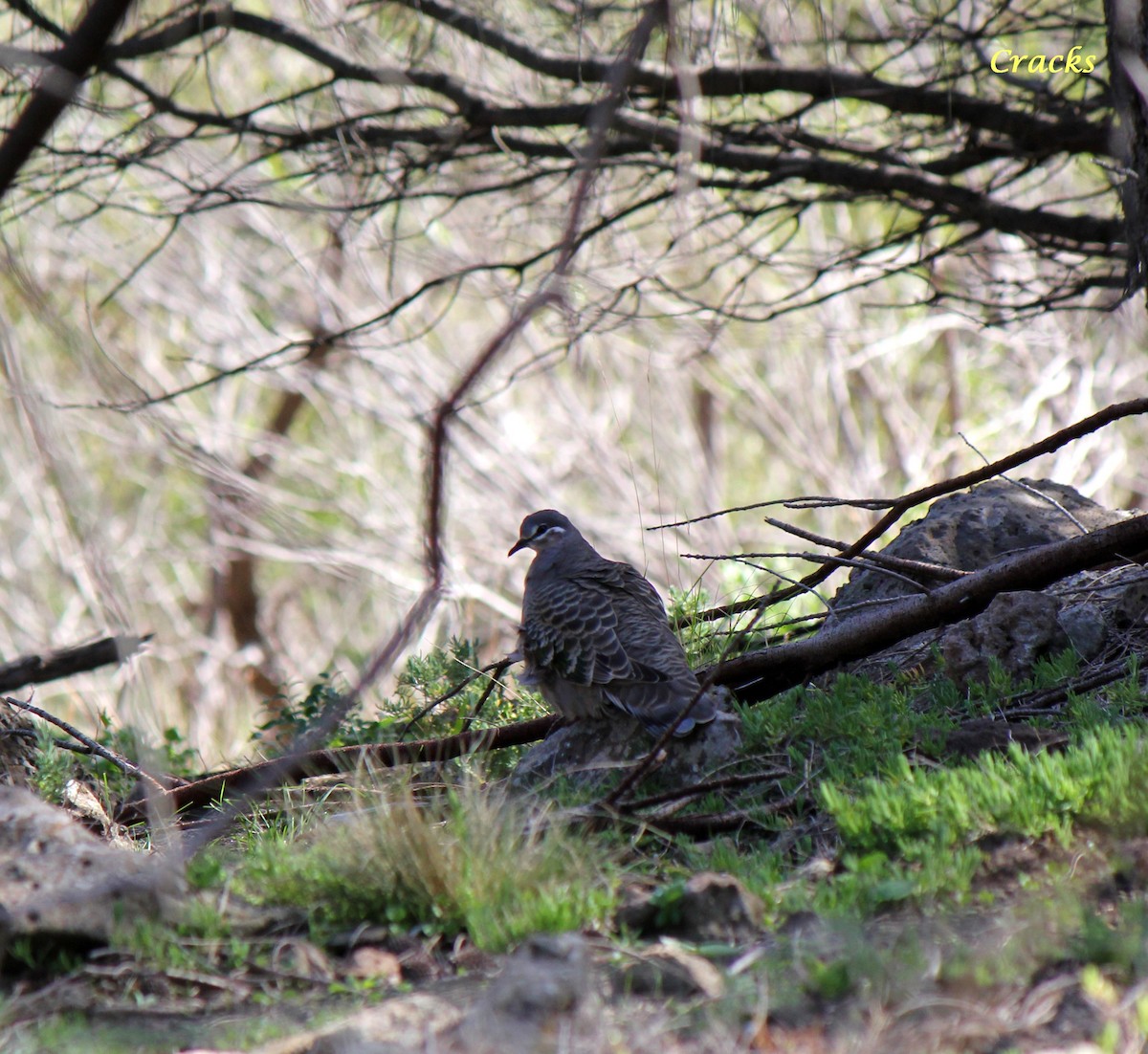 Common Bronzewing - ML620162862