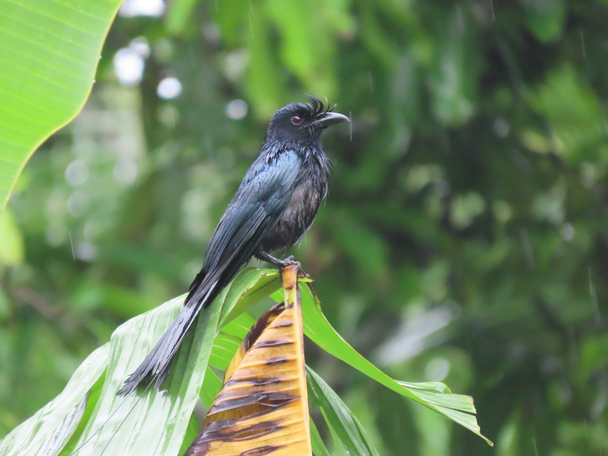 Greater Racket-tailed Drongo - ML620162873