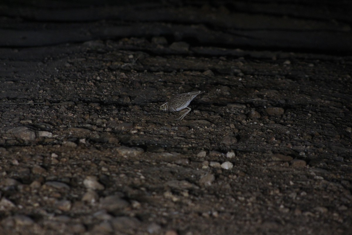 Three-banded Courser - ML620162878