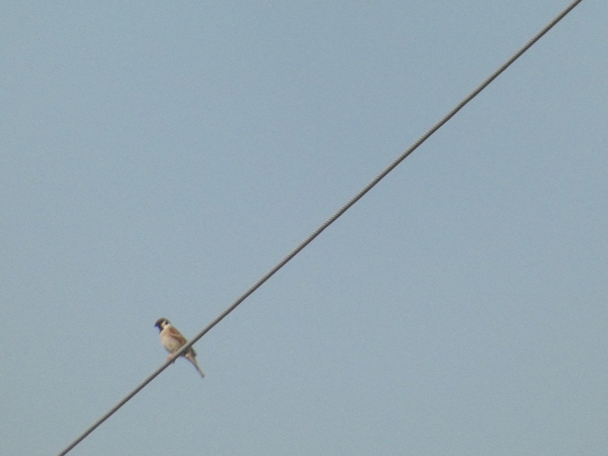 Eurasian Tree Sparrow - ML620162881